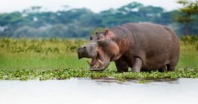 Keňa: Divočina i relax | Červen 2026