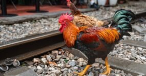 Vietnam: Na vlastní kůži | Duben 2026