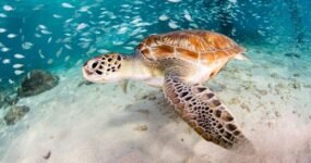 Filipíny: Mindanao a Visayas | Únor 2026