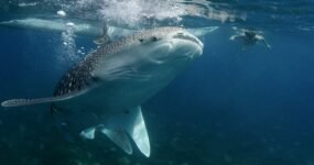 Filipíny: Mindanao a Visayas | Únor 2026