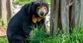 Borneo: Dotek divočiny | Květen 2026