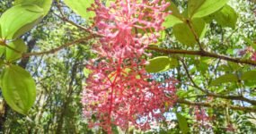 Borneo: Dotek divočiny | Květen 2026