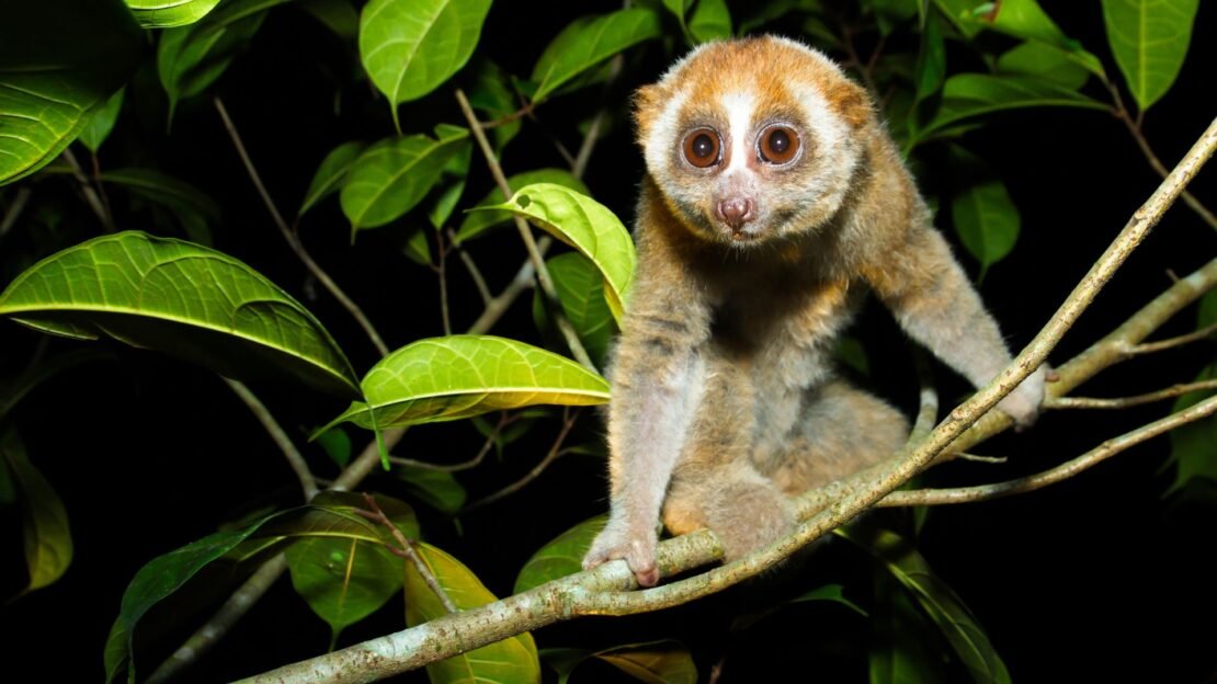 Zájezd - Borneo: Dotek divočiny | Květen 2026