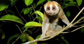 Borneo: Dotek divočiny | Květen 2026