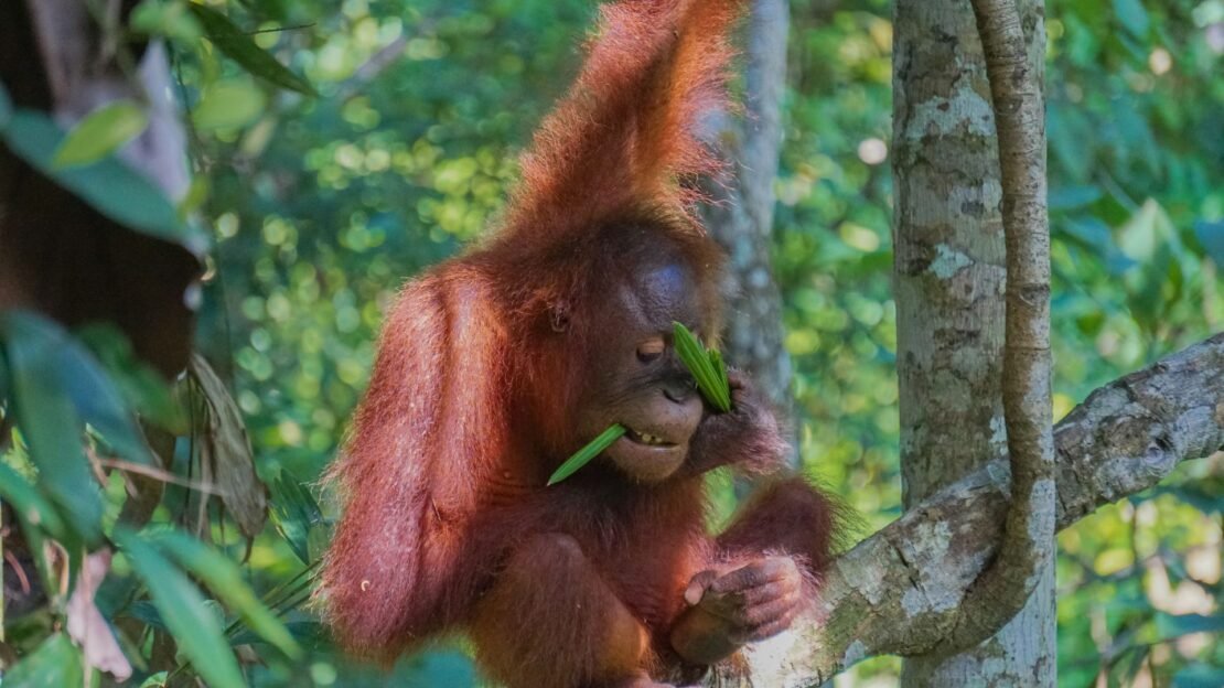 Blog - Objevte s námi Borneo