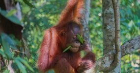 Borneo: Dotek divočiny | Květen 2026