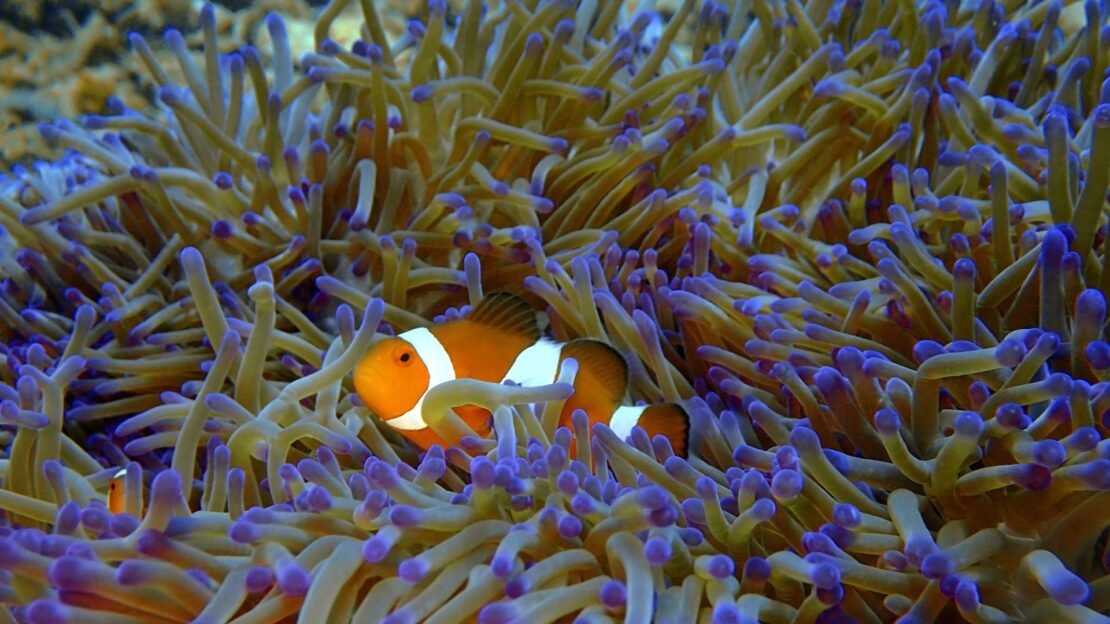 Objevte s námi Borneo