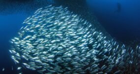 Filipíny: Mindanao a Visayas | Únor 2026