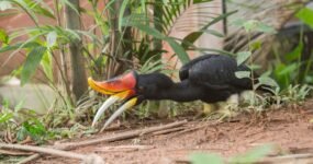 Borneo: Dotek divočiny | Květen 2026