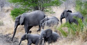 Borneo: Dotek divočiny | Květen 2026