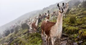 Peru: Sever a jih | Duben 2026