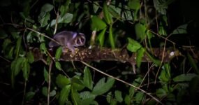 Borneo: Dotek divočiny | Květen 2026