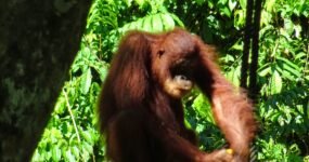 Borneo: Dotek divočiny | Květen 2026