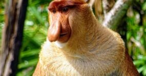 Borneo: Dotek divočiny | Květen 2026