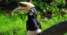 Borneo: Dotek divočiny | Květen 2026