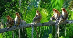 Borneo: Dotek divočiny | Květen 2026