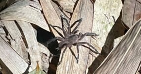 Borneo: Dotek divočiny | Květen 2026