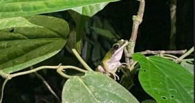 Borneo: Dotek divočiny | Květen 2026