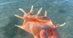 Borneo: Dotek divočiny | Květen 2026