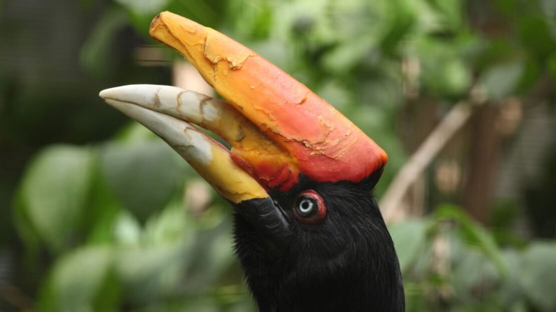 Objevte s námi Borneo