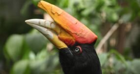 Borneo: Dotek divočiny | Květen 2026