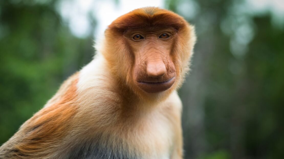 Objevte s námi Borneo