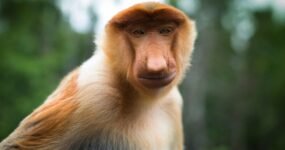 Borneo: Dotek divočiny | Květen 2026