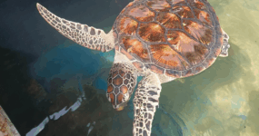 Srí Lanka: Od neprobádaného severu k plážím jihu | Červenec 2026