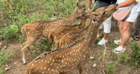 Srí Lanka: Od neprobádaného severu k plážím jihu | Červenec 2026