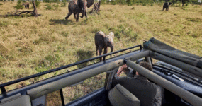 Kilimandžáro: Na vrchol Afriky