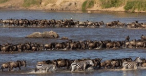 Kilimandžáro: Na vrchol Afriky