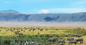 Kilimandžáro: Na vrchol Afriky