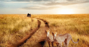 Kilimandžáro: Na vrchol Afriky