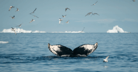 Grónsko: Dobrodružná cesta s profi fotografem | Srpen 2026