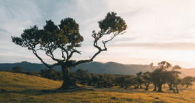 Madeira: Aktivní týden na ostrově | Duben 2026