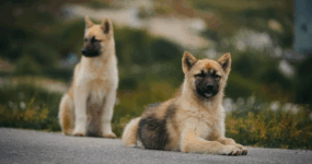 Grónsko: Dobrodružná cesta s profi fotografem | Srpen 2026