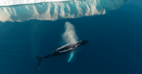 Grónsko: Dobrodružná cesta s profi fotografem | Srpen 2026