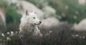 Grónsko: Dobrodružná cesta s profi fotografem | Srpen 2026