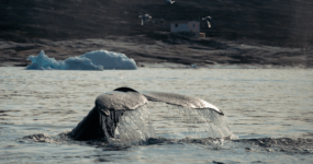 Grónsko: Dobrodružná cesta s profi fotografem | Srpen 2026