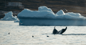 Grónsko: Dobrodružná cesta s profi fotografem | Srpen 2026