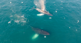 Grónsko: Dobrodružná cesta s profi fotografem | Srpen 2026