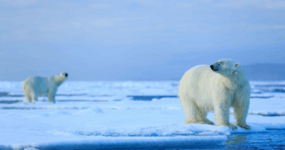 Špicberky: V rytmu psího spřežení a fjordů | Duben 2027