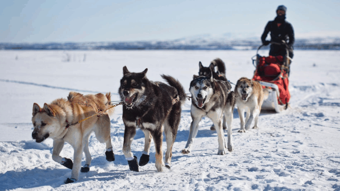 Zájezd - Špicberky: V rytmu psího spřežení a fjordů | Duben 2027