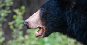 Kanada: Rockies roadtrip s fotografem  | Červen 2026