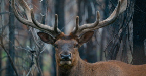 Kanada: Rockies roadtrip s fotografem  | Červen 2026