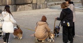 Japonsko: Od tokijských neonů po zenové zahrady | Duben 2026