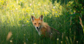 Kanada: Rockies roadtrip s fotografem  | Červen 2026