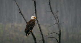 Kanada: Rockies roadtrip s fotografem  | Červen 2026