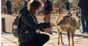 Japonsko: Od tokijských neonů po zenové zahrady | Duben 2026