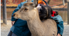 Japonsko: Od tokijských neonů po zenové zahrady | Duben 2026